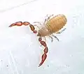Pseudoscorpionida