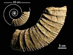 Fragmento de amonoideo de la Formación Agrio (Cerro Marucho).