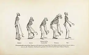 Ilustración del libro de Thomas Henry Huxley Evidence as to man's place in Nature.