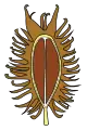 "Bur" en Xanthium, en marrón oscuro las unidades aquenios, en marrón más claro la estructura de brácteas involucrales.