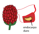 Pluridrupa de Rubus mostrando el corte transversal de una drupa con su carozo (semilla más endocarpo duro).