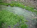 Arroyo de la Redonda