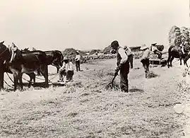 Recolección en el campo, primera mitad siglo XX.