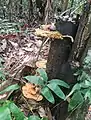Pycnoporus sanguineus