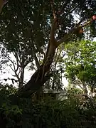 Balete en Cordon, Isabela