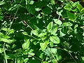 espécie Verbenaceae, Gervão