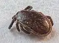 Vista posterior.