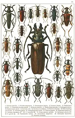 Distenia japonica (figura 1)