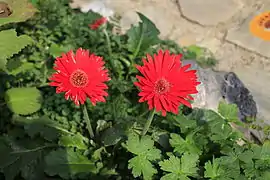 Geranium umbelliforme.