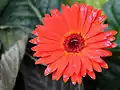Gerbera jamesonii de color rojo.