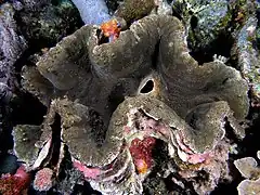 T. squamosa en el Komodo National Park