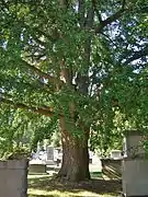 Gran árbol de ginkgo.