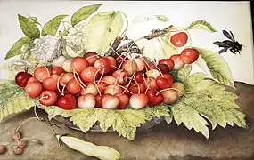 Plato de cerezas con rosas, vaina y abejorro carpintero, Museo della Natura Morta, Poggio a Caiano