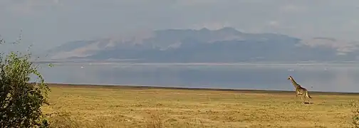 Jirafa.
