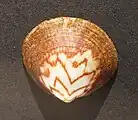 Glycymeris modesta - Pakiri, New Zealand