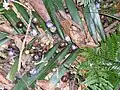 Fruto de Gmelina leichhardtii y fronda de palma bangalow  - Nueva Gales del Sur