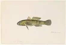 Una acuarela de 1865 de un gobio brasileño pintada por Jacques Burkhardt.