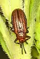 Microrhopala vittata, Chrysomelidae, en Solidago.