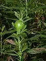 Agalla en vara de oro (Solidago) por la mosca Eurosta solidaginis