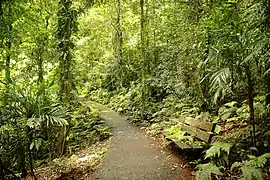 Bosque húmedo de Gondawa.