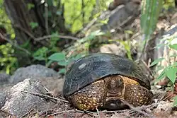 Tortuga de Matorral de Sinaloa (Gopherus evgoodei).