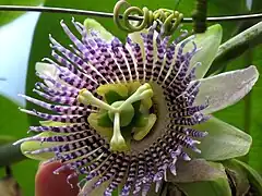 Flor en detalle.