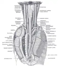 Posición y relación del esófago en la relación cervical y en el mediastino posterior. Visto desde atrás.