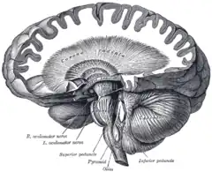 Disección que muestra el curso de las fibras cerebroespinales.