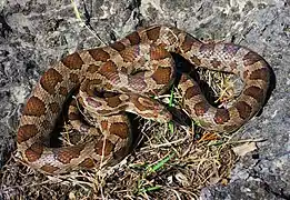Pantherophis emoryi