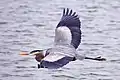 Garza ceniza