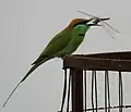 Subespecie orientalis con una libélula en Hyderabad, India.