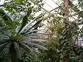 Interior del invernadero de los trópicos de América en el "Botanischer Garten Dresden".
