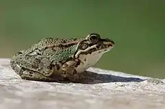 Rana verde norteafricana