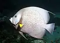 Pomacanthus arcuatus adulto
