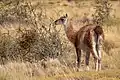 Lama guanicoe