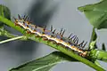Agraulis vanillae en  Passiflora incarnata