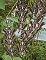 Ejemplares en un mariposario.