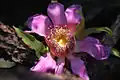 Flor en detalle.