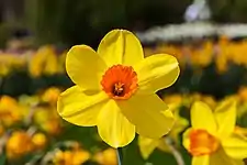 Narcissus 'Red Devon'