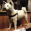 Hachikō.
