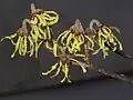 Flores de hamamelis en Menai Bridge, Gales.