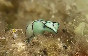 Haminoea cyanomarginata