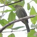 Afrechero plomizo en São Luiz do Paraitinga - SP - Brasil