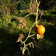 De tipo "Ball" (Bola) o "Round" (Redondo), éste es 'Orange'