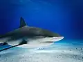 Tiburón de arrecife del Caribe en perfil, resaltando cabeza y tronco.