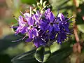 Flores de Hebe × franciscana