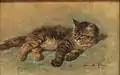 Gato descansando
