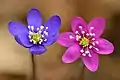 Hepatica nobilis de flores azul y púrpura