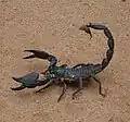 Scorpiones
