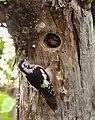 Una pareja de picos